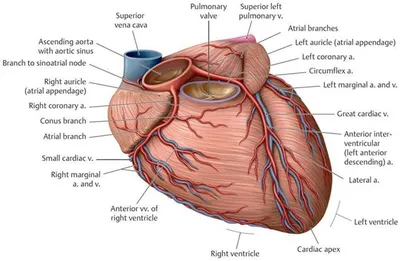 Анатомия сердца крупным планом. Рисунок поперечного сечения сердца.  Векторное изображение ©lifeking83 475854250