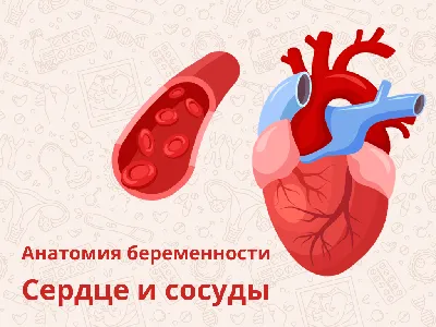 Анатомия человеческого сердца 3D Модель $139 - .c4d .fbx .lwo .max .ma .obj  - Free3D