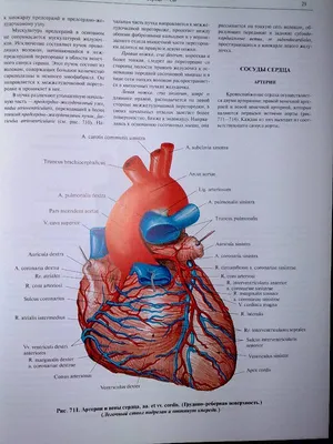 Строение и функции органа – Как работает наше сердце? | Авангард | Дзен