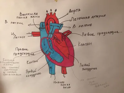 Иллюстрация анатомия человека. сердце в стиле инфографика