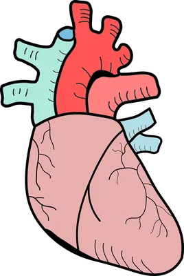 Анатомия Сердца Клипарты, SVG, векторы, и Набор Иллюстраций Без Оплаты  Отчислений. Image 19890676