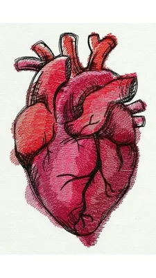 Анатомия сердца, Pixelsquid Включая: сердце и человек - Envato Elements