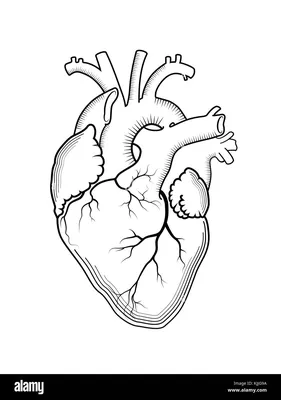 Сердце | Пикабу
