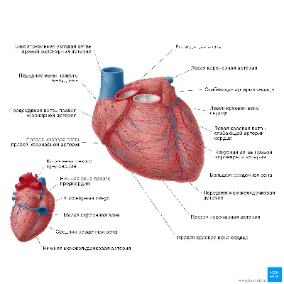 Сердце - развитие, топография, строение камер + проекции клапанов | Анатомия  - просто, понятно | Дзен