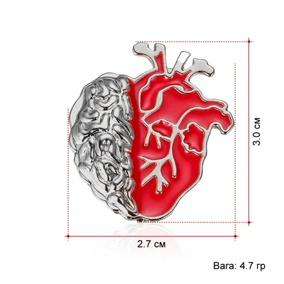 Сердце Анатомия Медицинский - Бесплатное изображение на Pixabay - Pixabay