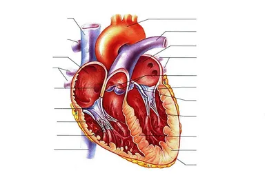 Эскиз сердца, Анатомия сердца и физиология II Рисунок органа, человеческое  сердце, рука, сердце, биология png | PNGWing