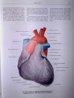 Иллюстрация 30 из 36 для Атлас анатомии человека. В 4-х томах. Том 3.  Учение о сосудах и лимфоидных органах - Синельников, Синельников,  Синельников | Лабиринт - книги. Источник: Федосов Прохор Сергеевич