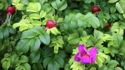 Топинамбур: описание растения с фото, свойства, польза и вред для здоровья