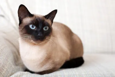 Сиамские коты меняют цвет шерсти - как и почему - Pets