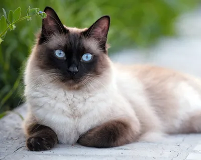 8 признаков, что перед вами настоящая сиамская кошка | Приключения  натуралиста | Дзен