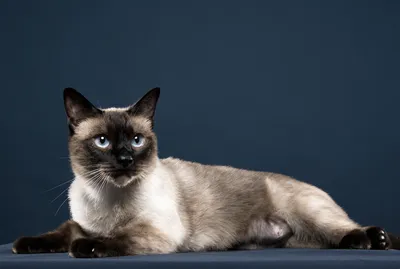 Сиамская кошка: описание породы, фото, характеристики, правила ухода и  содержания - Petstory
