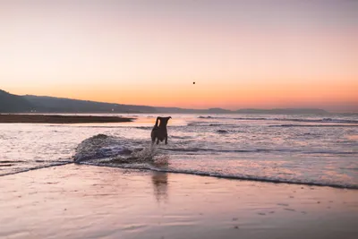 Силуэт собаки на пляже | Премиум Фото