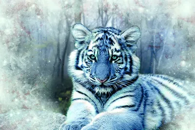 Nani-studio: Символ 2022 года - тигр. The symbol of 2022 is the Tiger.