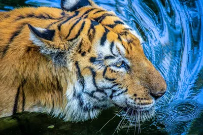 Купить Тигр из фетра - символ 2022 Нового года | Skrami.kz