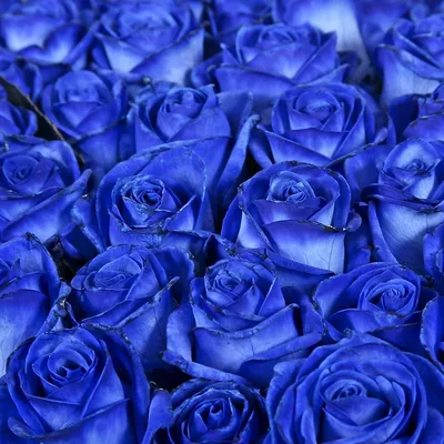 Синие розы с бирюзовыми по спирали за 9 890 руб. | Бесплатная доставка  цветов по Москве