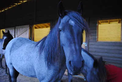 Синий конь | Пикабу