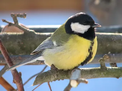 Птицы Псковской области » Московка (Parus ater)