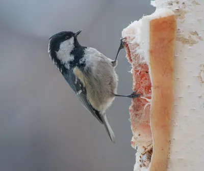 Московка - eBird