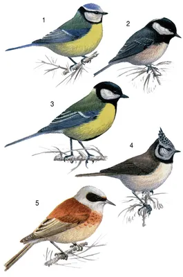 Определитель птиц. Какие синицы живут в Зеленограде?