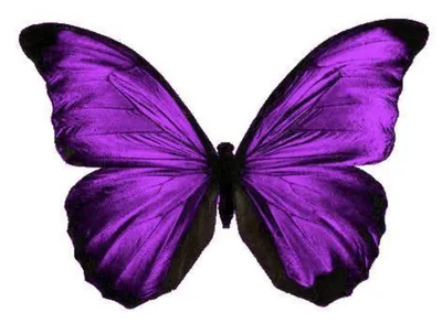 Наклейка-мини Бабочки сиреневые 21х14 см купить недорого в  интернет-магазине товаров для декора Бауцентр