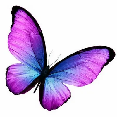 Вафельная картинка Бабочки фиолетовые ᐈ Купить в Киеве | ZaPodarkom