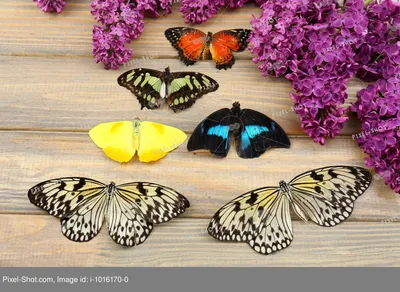 Сиреневые хрупкие бабочки, фиолетовая …» — создано в Шедевруме