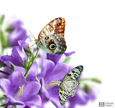 Декор: Гирлянда картон плоская сиреневые и фиолетовые бабочки 1,2 м  (ID#1484333408), цена: 50 ₴, купить на Prom.ua