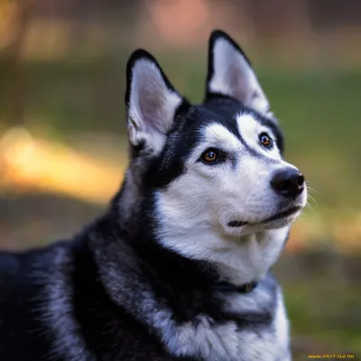 Тест на определение ментального возраста: сколько собак вы видите на  картинке - Интересно на Joinfo.com