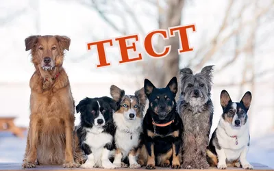 Тест на внимательность | Сколько собак на фото на самом деле? - Питомцы  Mail.ru