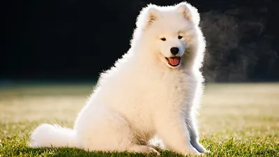 Доберман собака: фото, характер, описание породы