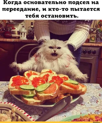 Декабрь, скоро новый год, елку привезут - прикольная картинка с котиком -  Скачайте на Davno.ru