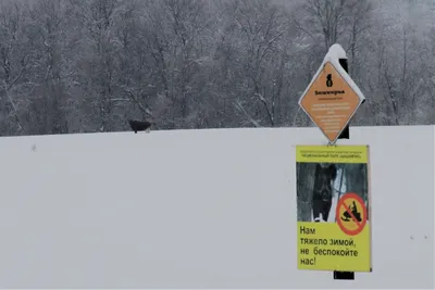 Картинки следы диких животных на снегу (68 фото) » Картинки и статусы про  окружающий мир вокруг