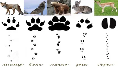 Акварель следы диких лесных животных иллюстрация лиса еж заяц кролик для  детей дизайн | Премиум Фото