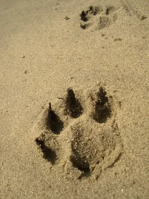 Векторная иллюстрация значка следа собаки или кошки, отпечаток лапы  животного, изолированный на белом фоне - Ozero - российский фотосток