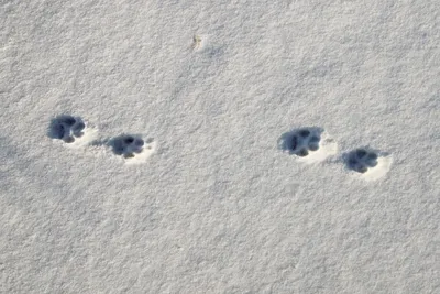 Фотография Следы зайца на снегу | Фотобанк ГеоФото/GeoPhoto | GetImages  Group