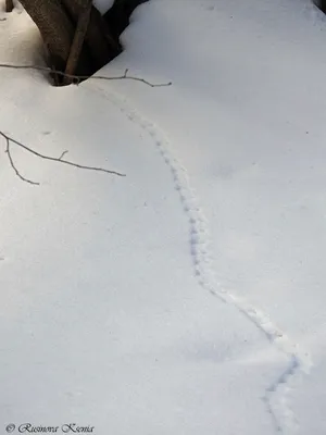 Следы зайца на снегу - 54 фото