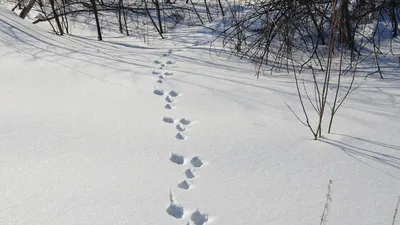 Следы на снегу. Следы зайца в снегу. Стоковое Изображение - изображение  насчитывающей сезонно, картина: 210240189