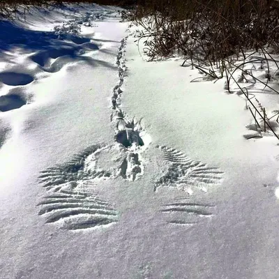 Следы зайца на снегу - 47 фото