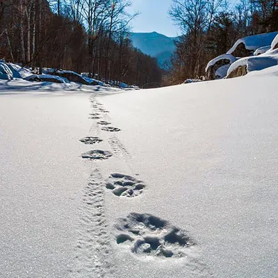 Тест: угадай животное по его следу на снегу — ЯСИА
