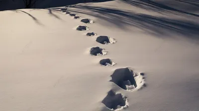 следы животных в снегу стоковое фото. изображение насчитывающей печать -  223218528