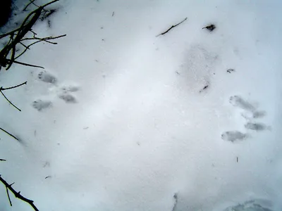 Следы Животных На Снегу Зимой — стоковые фотографии и другие картинки  Абстрактный - Абстрактный, Без людей, Белый - iStock