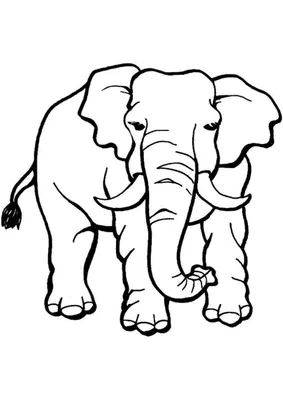 Раскраски Слон | Животные зоопарка, Раскраски, Животные