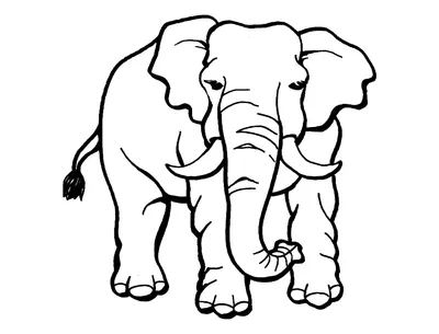 Слон раскраска для малышей - 59 фото