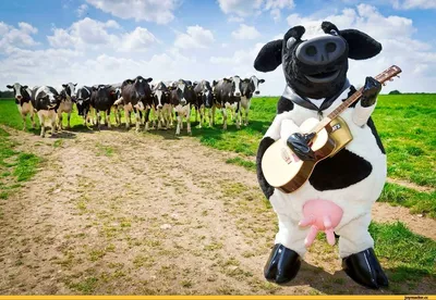Смешная Корова — стоковые фотографии и другие картинки Корова - Корова,  Юмор, Австрия - iStock
