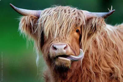 Смешная мультяшная корова - 51 фото