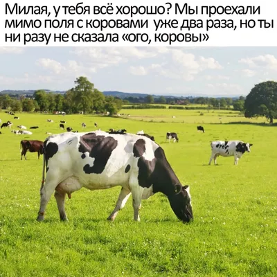 Смешная корова стоковое изображение. изображение насчитывающей смотреть -  39493959