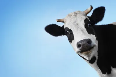 Смешная корова смеётся в солнечных…» — создано в Шедевруме