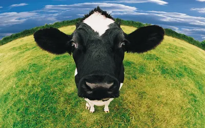Смешная корова с молоком иллюстрация вектора. иллюстрации насчитывающей  промотирование - 29053714