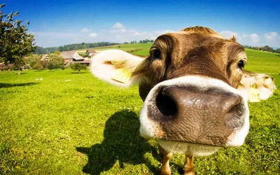 Очень смешная корова с большим намордником вытаращить прямо в камеру  Стоковое Изображение - изображение насчитывающей еда, открыто: 100438359