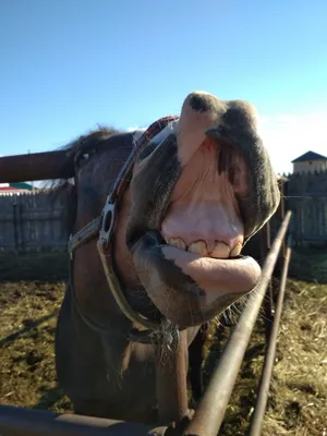 Смешная морда коня - красивые фото